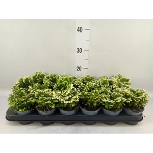 Selaginella martensii 'Jori'