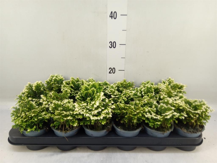 <h4>Selaginella martensii 'Jori'</h4>