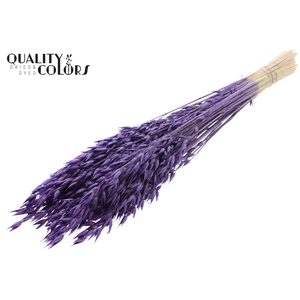 Avena Premium per bunch Purple