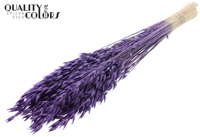 Avena Premium per bunch Purple