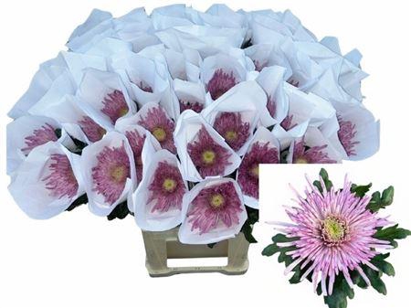<h4>Chr G Uzuri Purple</h4>