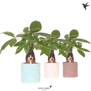 Kolibri Greens Pachira in Star Fish pot mix