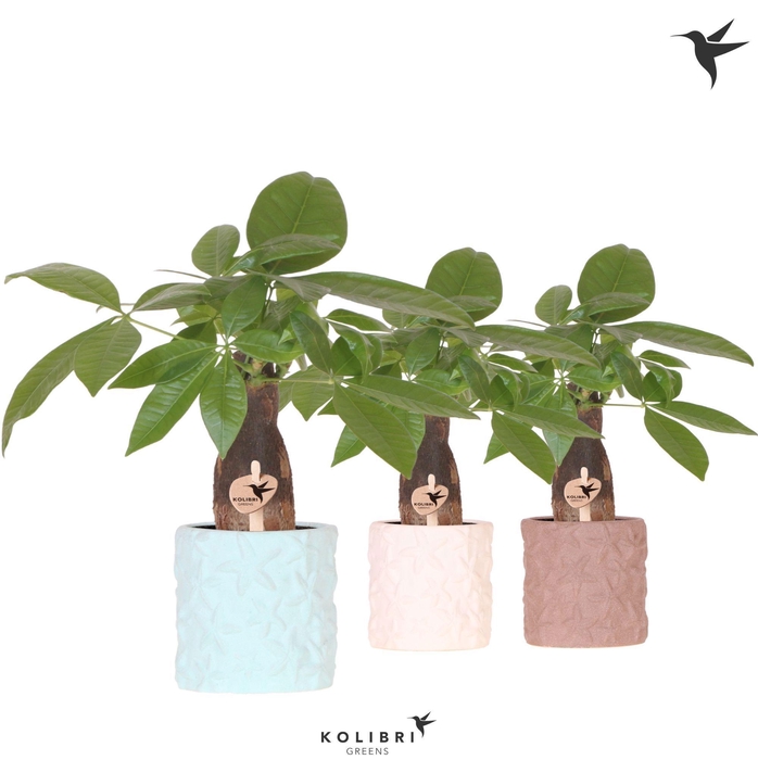 <h4>Kolibri Greens Pachira in Star Fish pot mix</h4>