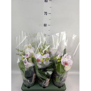Phalaenopsis  'SpiritWhite Special'
