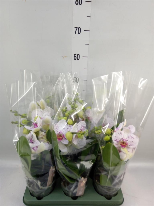 <h4>Phalaenopsis  'SpiritWhite Special'</h4>
