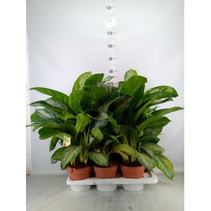 Aglaonema  'Silver Bay'