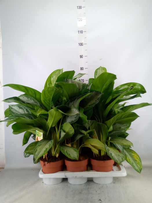 <h4>Aglaonema  'Silver Bay'</h4>
