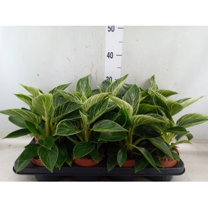 Philodendron   ...