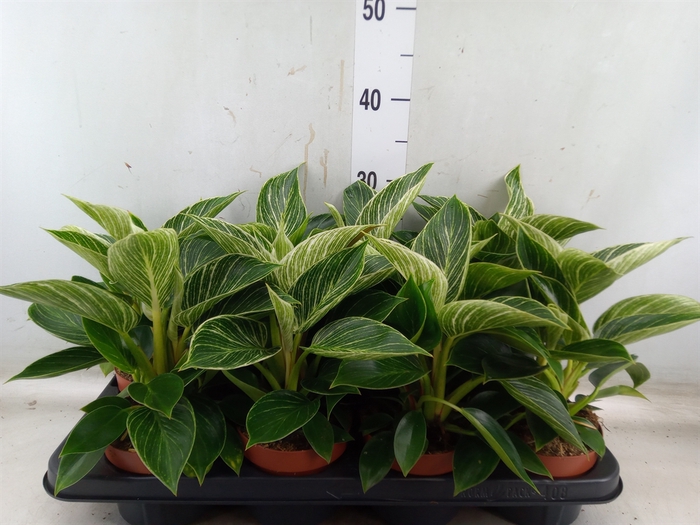 <h4>Philodendron   ...</h4>
