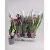 Orchideeen Gem