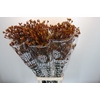 Anigozanthos Gold Fever