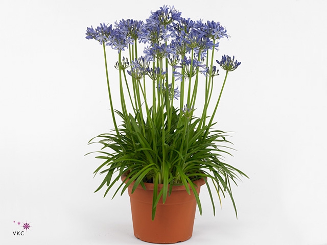 Agapanthus  'Charlotte'