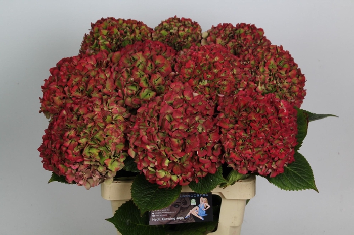 <h4>HYDR M GLOW ALPS CL</h4>