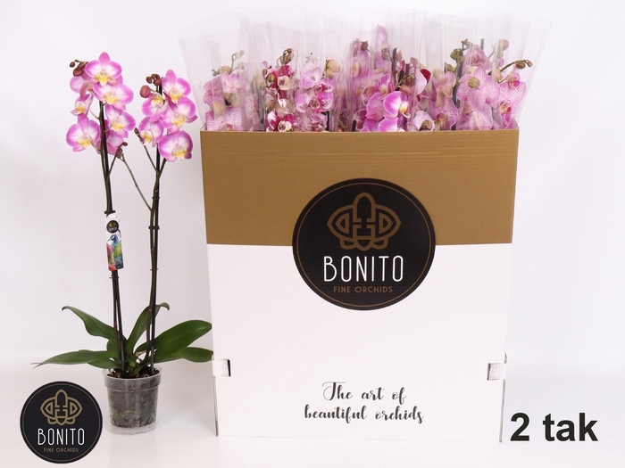 <h4>PHAL GEM 7 KL</h4>