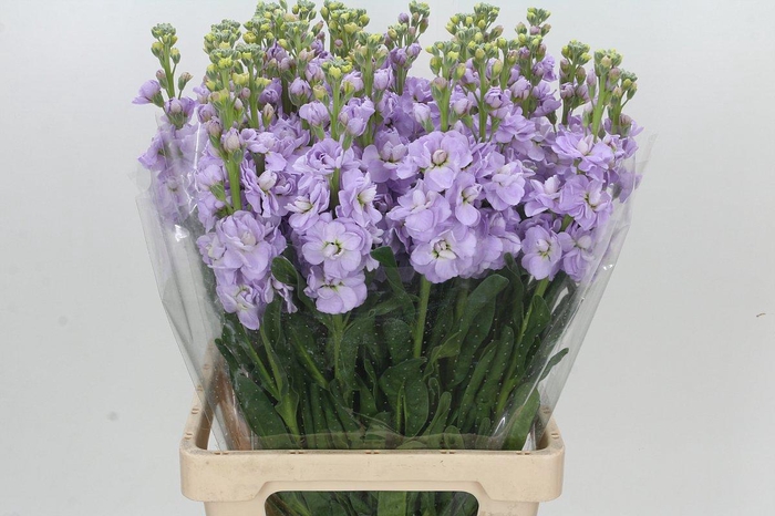 <h4>Matthiola Iron Marine</h4>