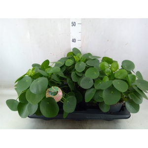 Pilea peperomoides