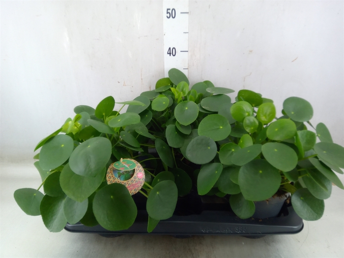 <h4>Pilea peperomoides</h4>