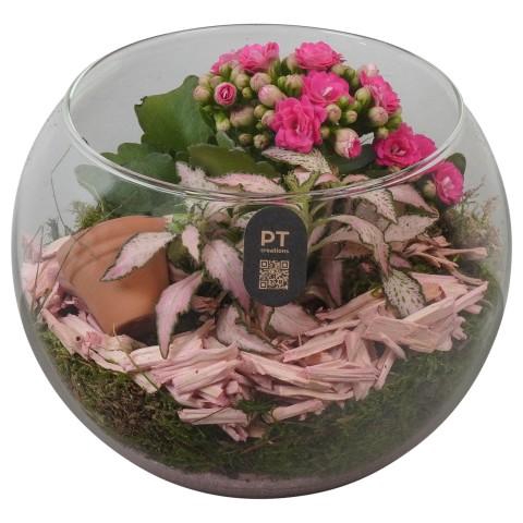 <h4>PTIG2615 Arrangementen kamerplanten</h4>