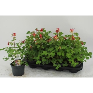 AQUIL EARLYB RED WHI