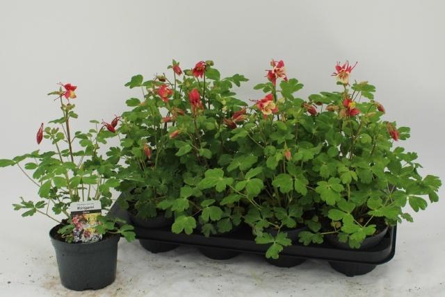 <h4>AQUIL EARLYB RED WHI</h4>