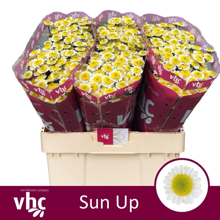 <h4>Chr San Sun Up</h4>