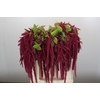 Amaranthus caudatus 'Red Cord'