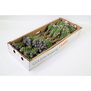 Kaaps Groen Pubescens