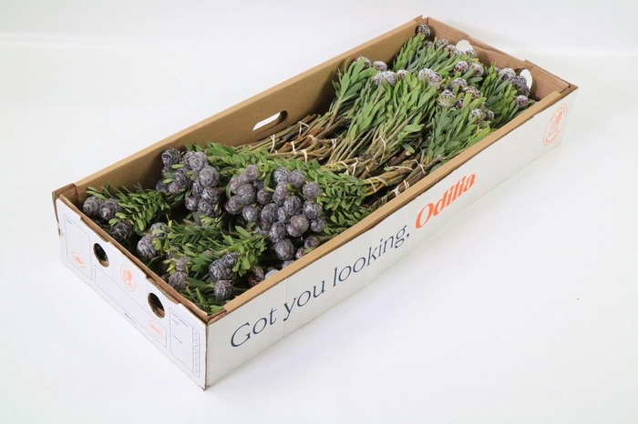 <h4>Kaaps Groen Pubescens</h4>