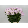 Dahlia Eveline