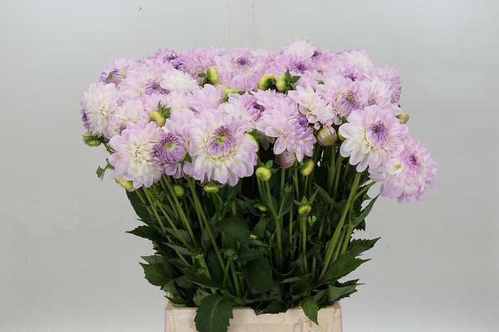 Dahlia Eveline