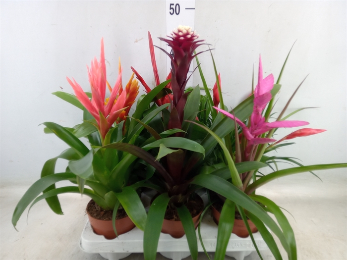 <h4>Bromelia   ...mix 10</h4>