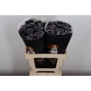 R Wx (rn) Black Spotted White