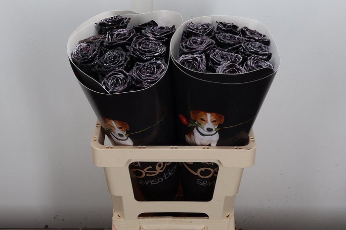 <h4>R Wx (rn) Black Spotted White</h4>