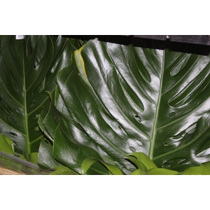 FOLHAGEM MONSTERA DELICIOSA 060 CM