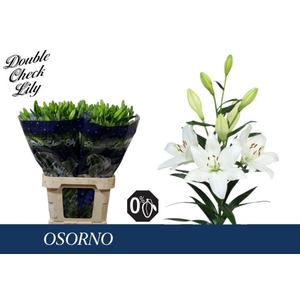 LI LA OSORNO 4+