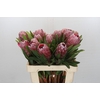 Protea Pink Ice