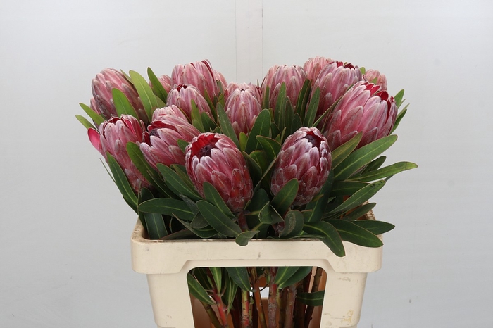 <h4>Protea Pink Ice</h4>