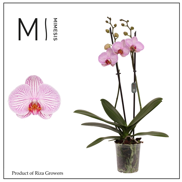 <h4>Mimesis Phal. Dominion - 2 spike 12cm</h4>