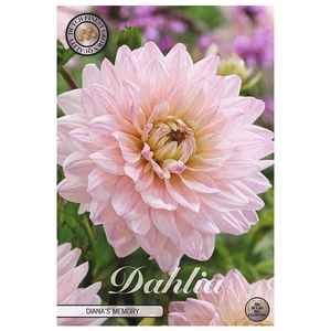 Dahlia Diana's Memory x1 l