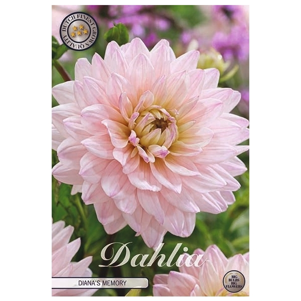 <h4>Dahlia Diana's Memory x1 l</h4>