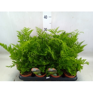 Pteris straminea