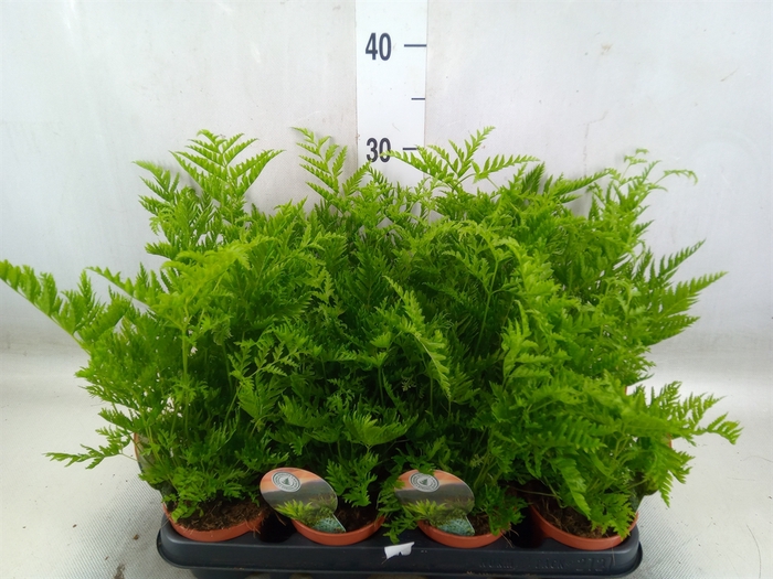 <h4>Pteris straminea</h4>