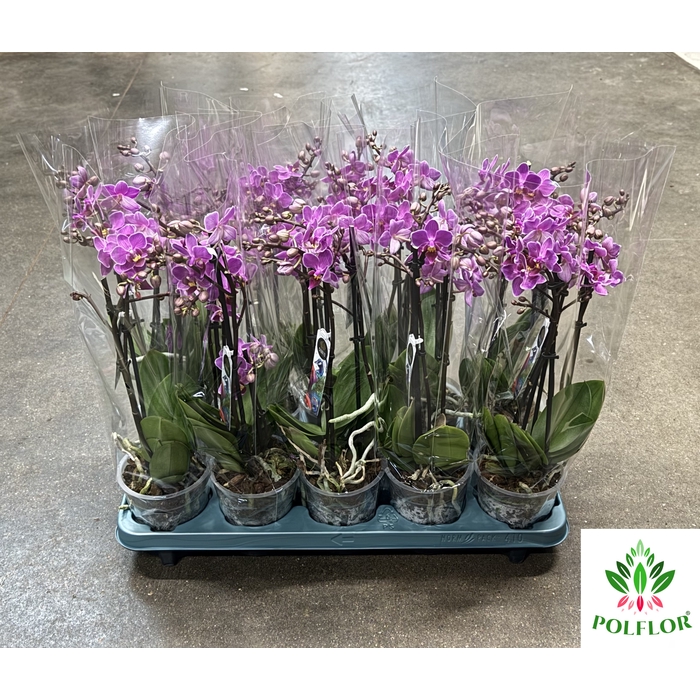 <h4>Phalaenopsis mucho Violet Queen 12Ø 50cm 2 Pędy</h4>