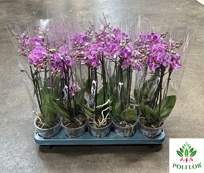 Phalaenopsis mucho Violet Queen 12Ø 50cm 2 Pędy