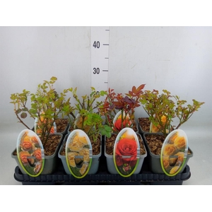 Rosa FL 'Select'   ...mix