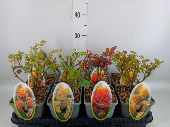 <h4>Rosa FL 'Select'   ...mix</h4>