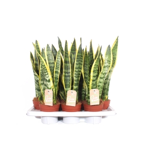 Sansevieria Laurentii XL
