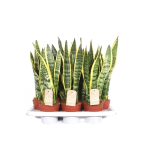 Sansevieria Laurentii XL