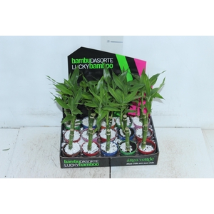 DRACENA LUCKY BAMBOO P06