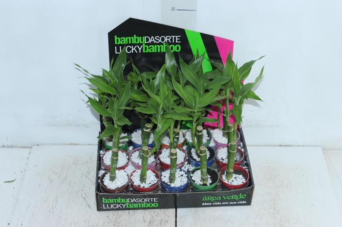 <h4>DRACENA LUCKY BAMBOO P06</h4>